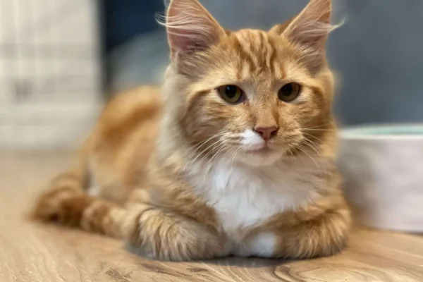 5 вещей, в которых ваш кот разборчивее, чем вы думаете