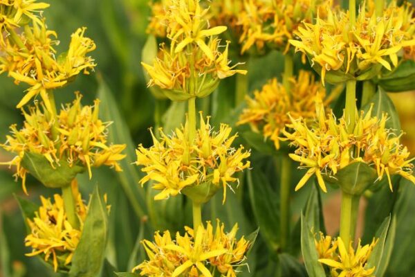 Gentian vs Ginger Appetite Tincture: How to Read the Formula