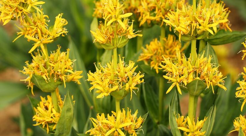 Gentian vs Ginger Appetite Tincture: How to Read the Formula