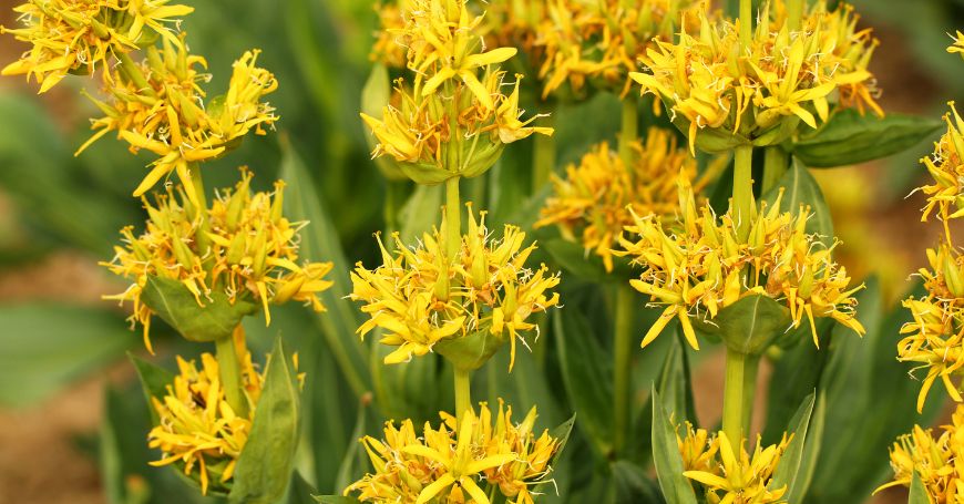 Gentian vs Ginger Appetite Tincture: How to Read the Formula